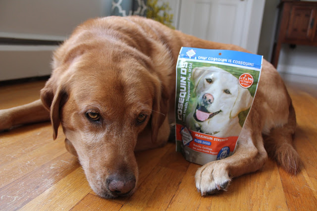 dog health maintaining healthy hips and joints in dogs Cosequin supplement