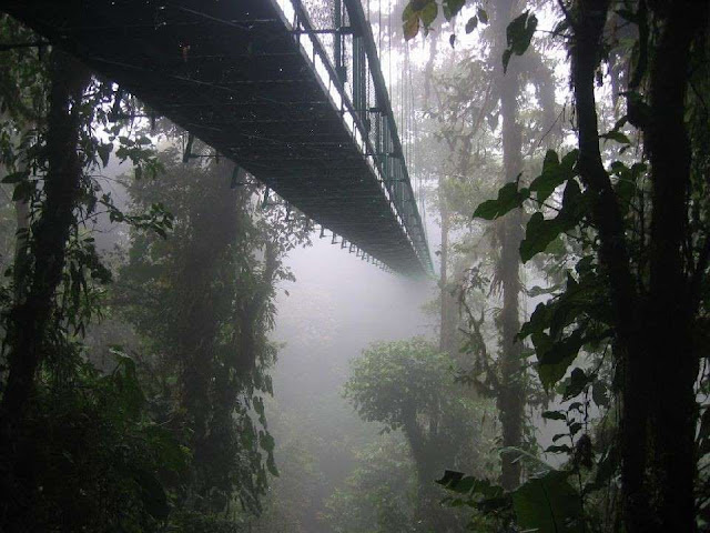 Uma viagem através das 12 mais belas florestas do mundo elfandarilha