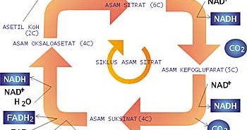 MATERI PEMBELAJARAN: Respirasi Tumbuhan