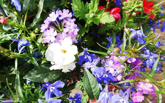 Kleurrijke zomer wallpaper met verschillende soorten bloemen