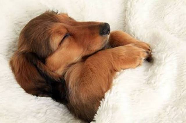 W ｽﾔｧ 気持ちよさそうに眠るかわいい犬画像 Sleeping Dog おもしろ動物アルバム