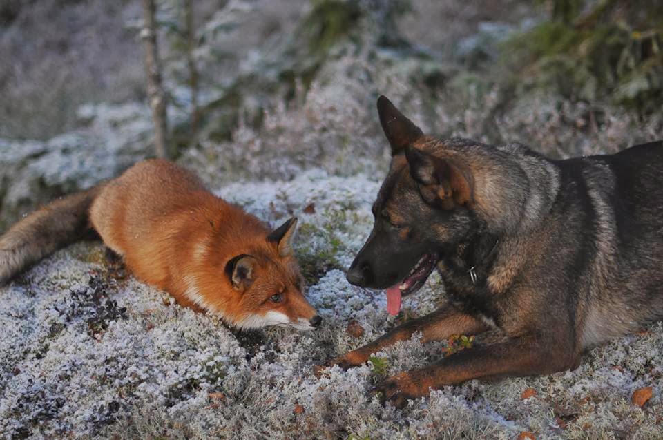Dog and wild fox are best friends (10 pics + video) Amazing Creatures