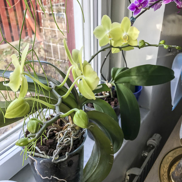 Brudorkidé phaleanopsis Brudorkidé phaleanopsis