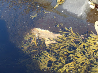 Algues diverses de la côte nord du fleuve Saint Laurent Algues diverses de la côte nord du fleuve Saint Laurent