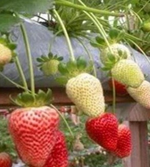 Cara Menanam Strawberry Di Polybag Pot Pertanian Demikian Artikel Tentang Cara Menanam Strowberry Di Polybag Pot
