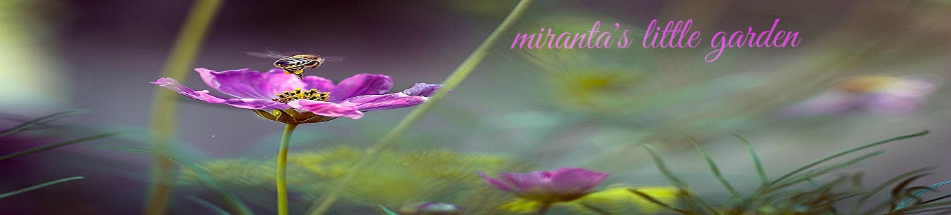 Miranta's little garden