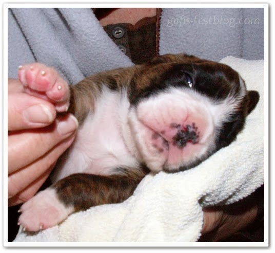 Unser Boxerbaby Amy 11 Tage alt