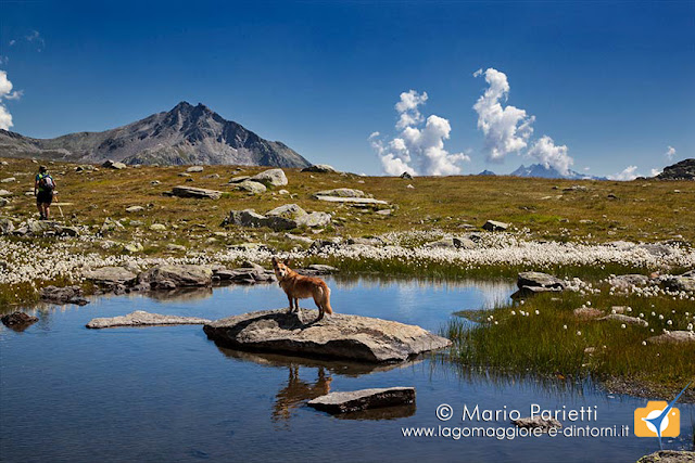 Ambra panorama con cane