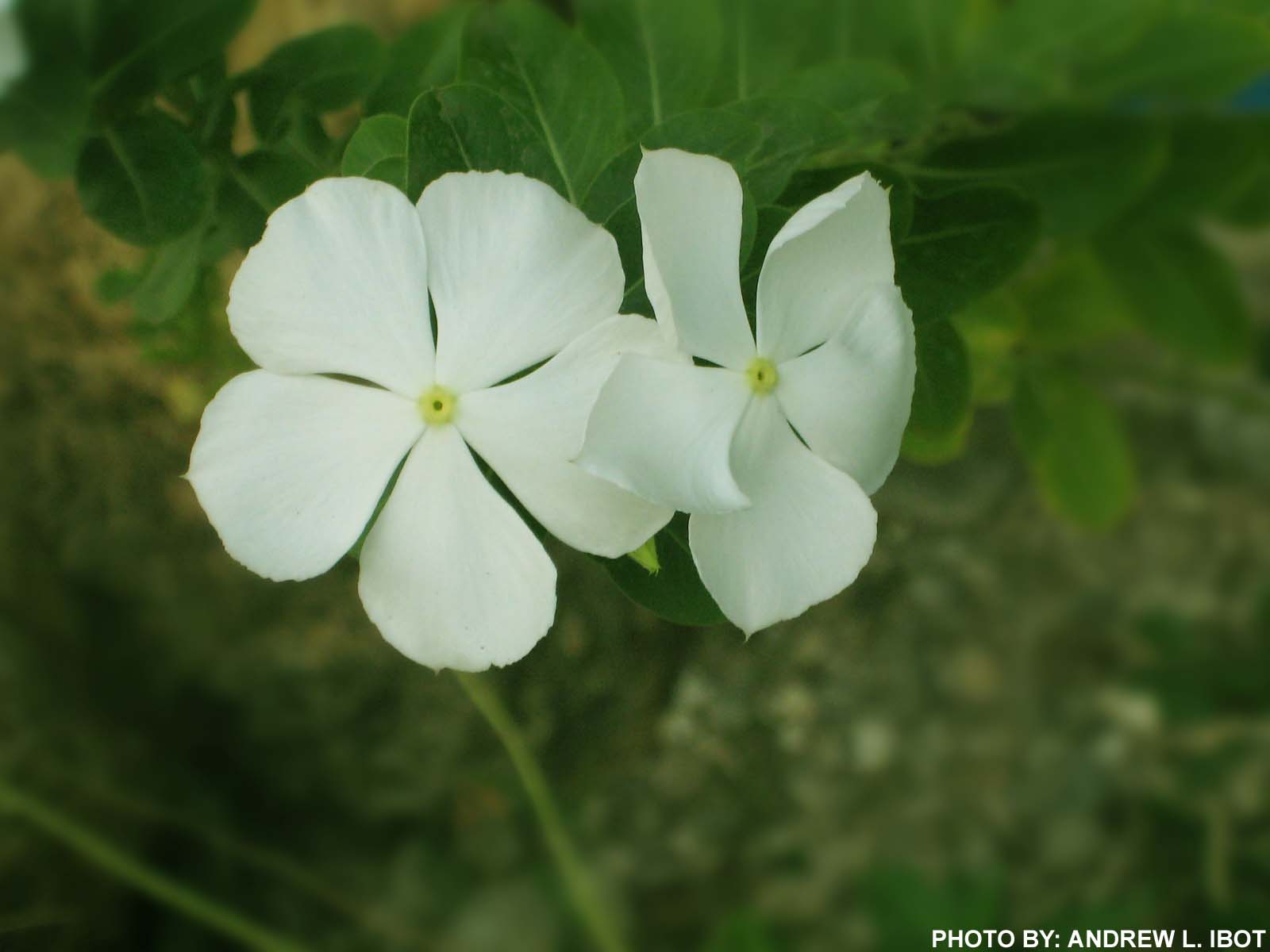 Ako si ANDREW IBOT!: Pandakaki-puti – Halamang Gamot / Herbal Medicine
