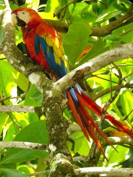 Rududu's semitropical adventures: Macaws! Macaws!