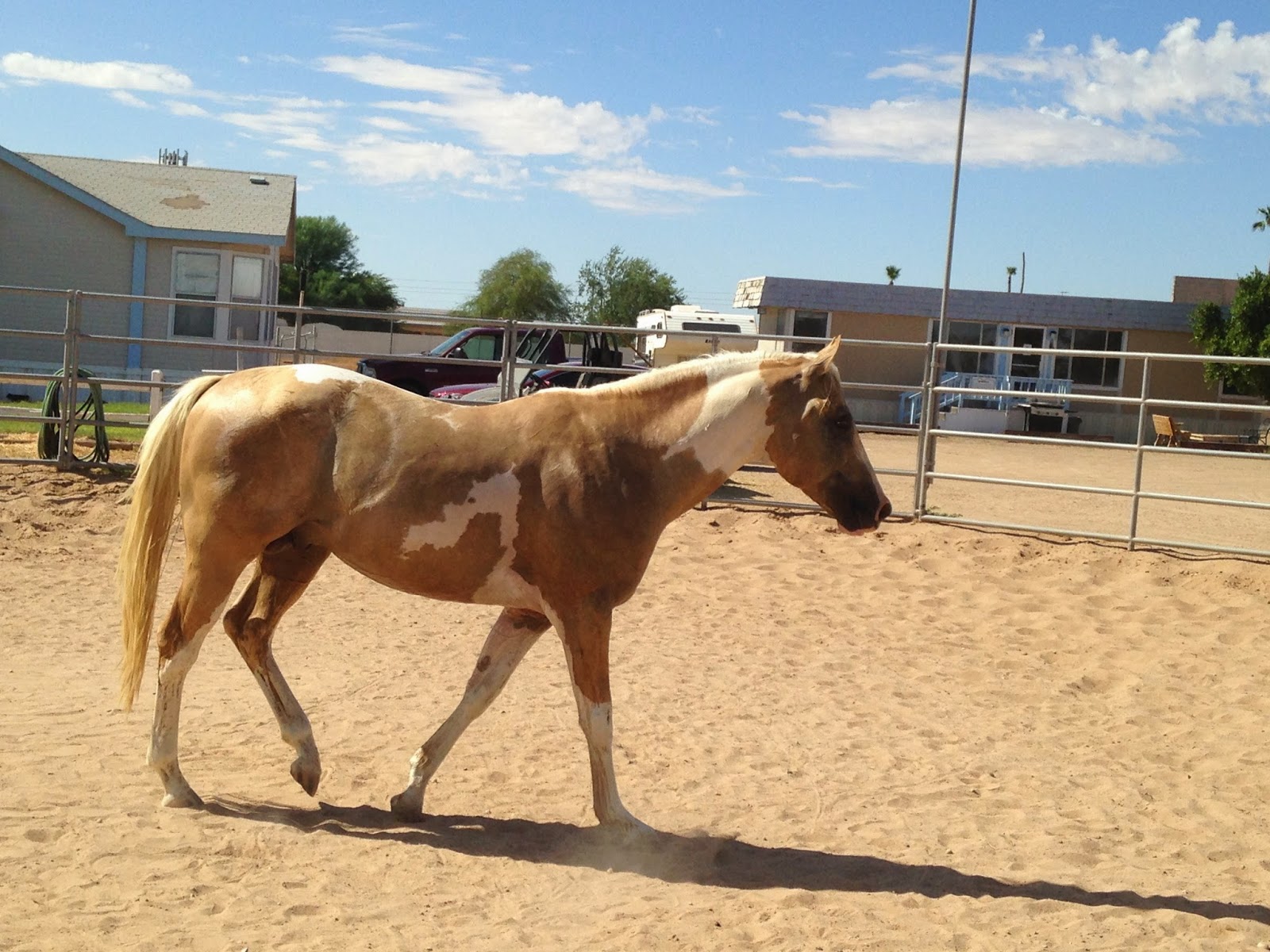 Whispering Horse Ranch Sacred Heat 2009 APHA Stallion