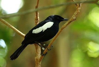 5 Jenis Burung Kacer Yang Bagus Dan Daerah Asalnya 5 Jenis Burung Kacer Yang Bagus Dan Daerah Asalnya