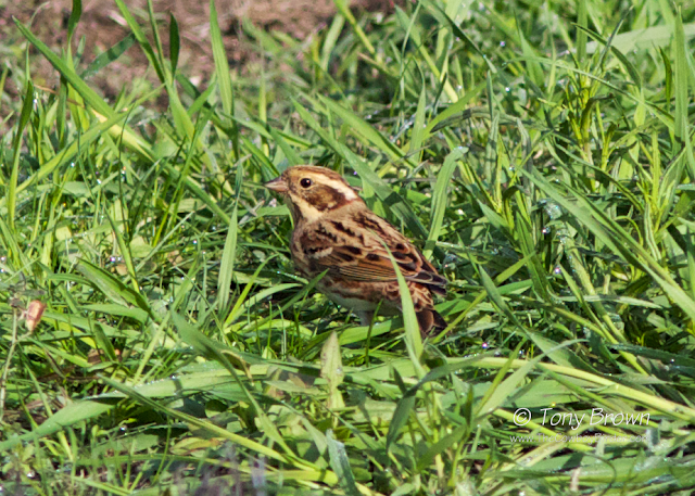 Rustic Bunting Wanstead Flats, London