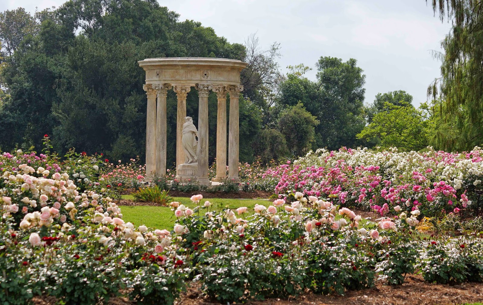 Huntington Rose Garden In Full Spring Bloom