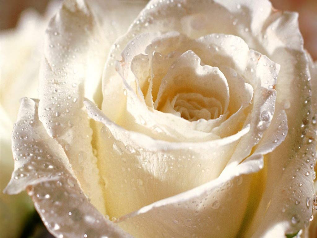 white roses wallpaper Rose Wallpapers