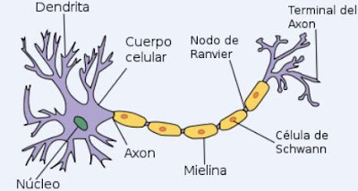 NEURONA SEÑALANDO SUS PARTES Imagen de la neurona señalando sus partes