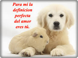 Imagenes de Amor Tiernas de Animales-Imagenes de amor Imagenes de Amor