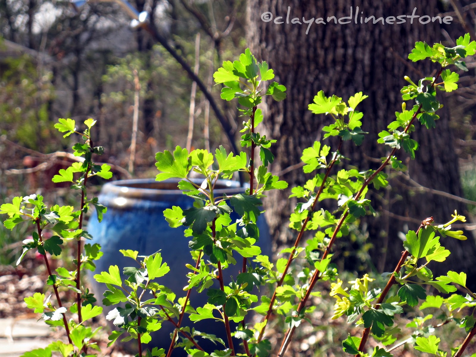 clay and limestone Golden Clove Currant Is Absolutely Scentsational!
