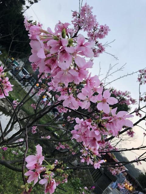2018陽明山花季 2018陽明山花季