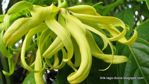 Lirik Lagu Bungan Sandat | Lirik Lagu Dunia