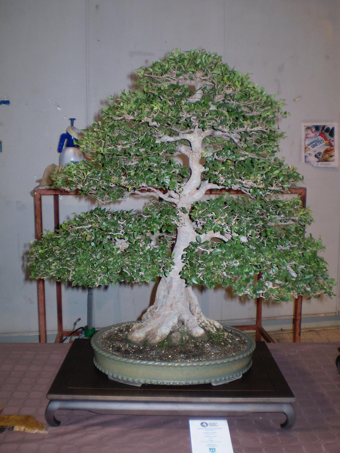 Bonsaiyeando voy... Escuela Bonsai Valencia