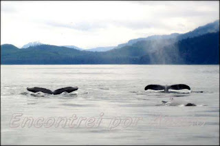 As baleias do Alasca.