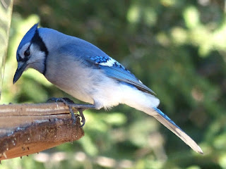 Geai bleu (Cyanocitta cristata) Geai bleu (Cyanocitta cristata)