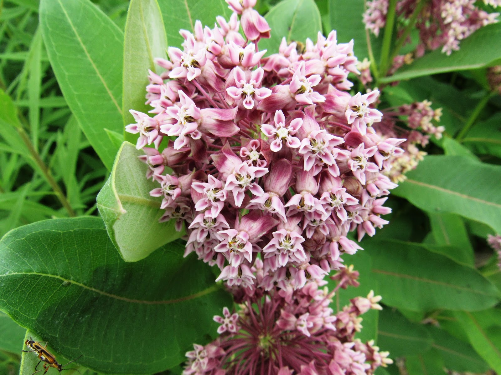 What Does A Common Milkweed Plant Look Like