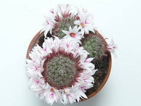 Las flores del cactus