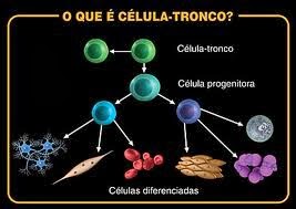 BIOLOGANDO: Células troncos embrionárias
