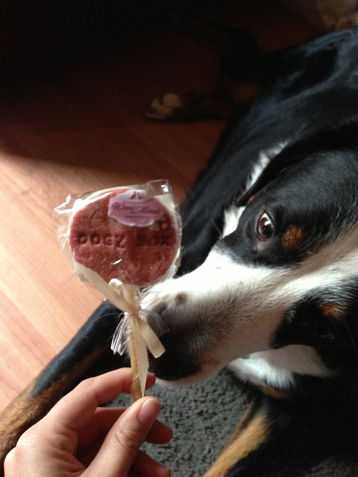 Jessies kleine Wunderwelt der schönen Dinge DogzBox Die