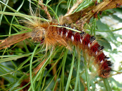 Gastroplakaeis meridionalis caterpillar Gastroplakaeis meridionalis caterpillar