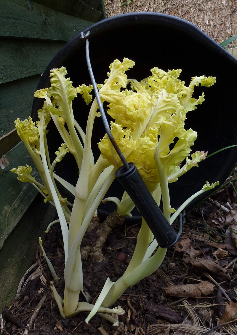 HOW TO GROW SEA KALE The Garden of Eaden