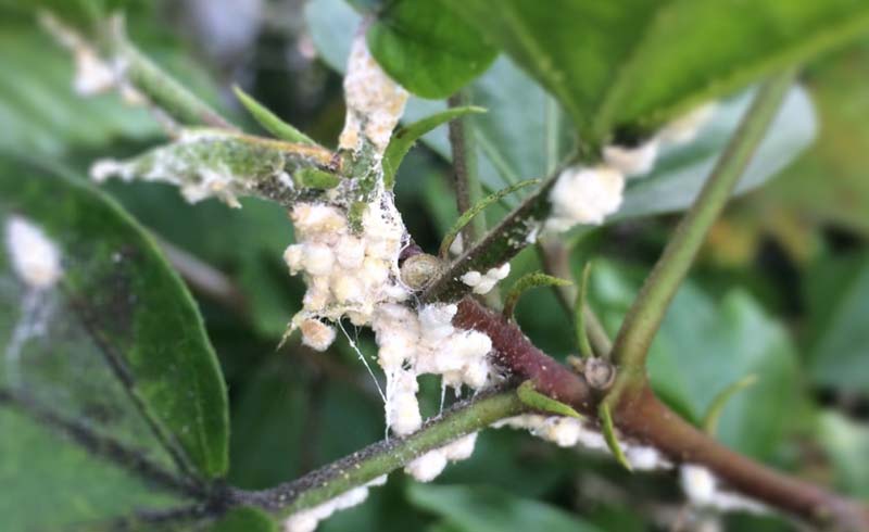 Mealybugs on hibiscus.