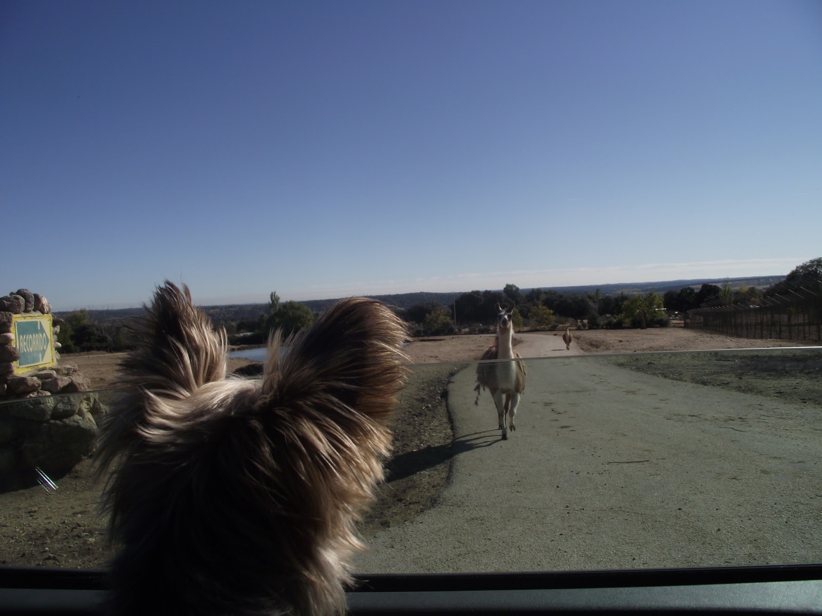 El postrero aprendiz Safari Aldea del