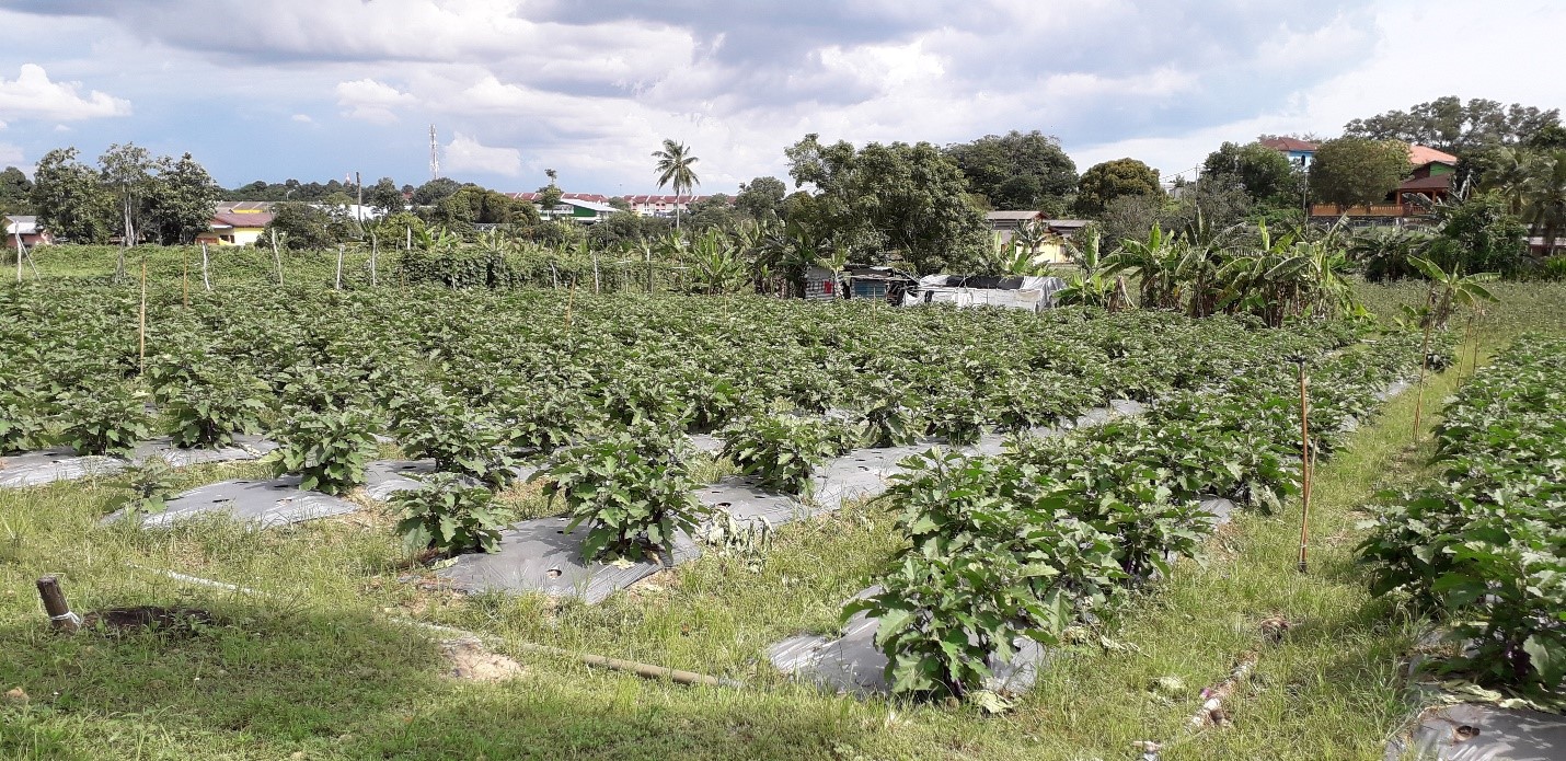 Mohd Faiz bin Abdul Manan Melaka Tropical Fruit Farm