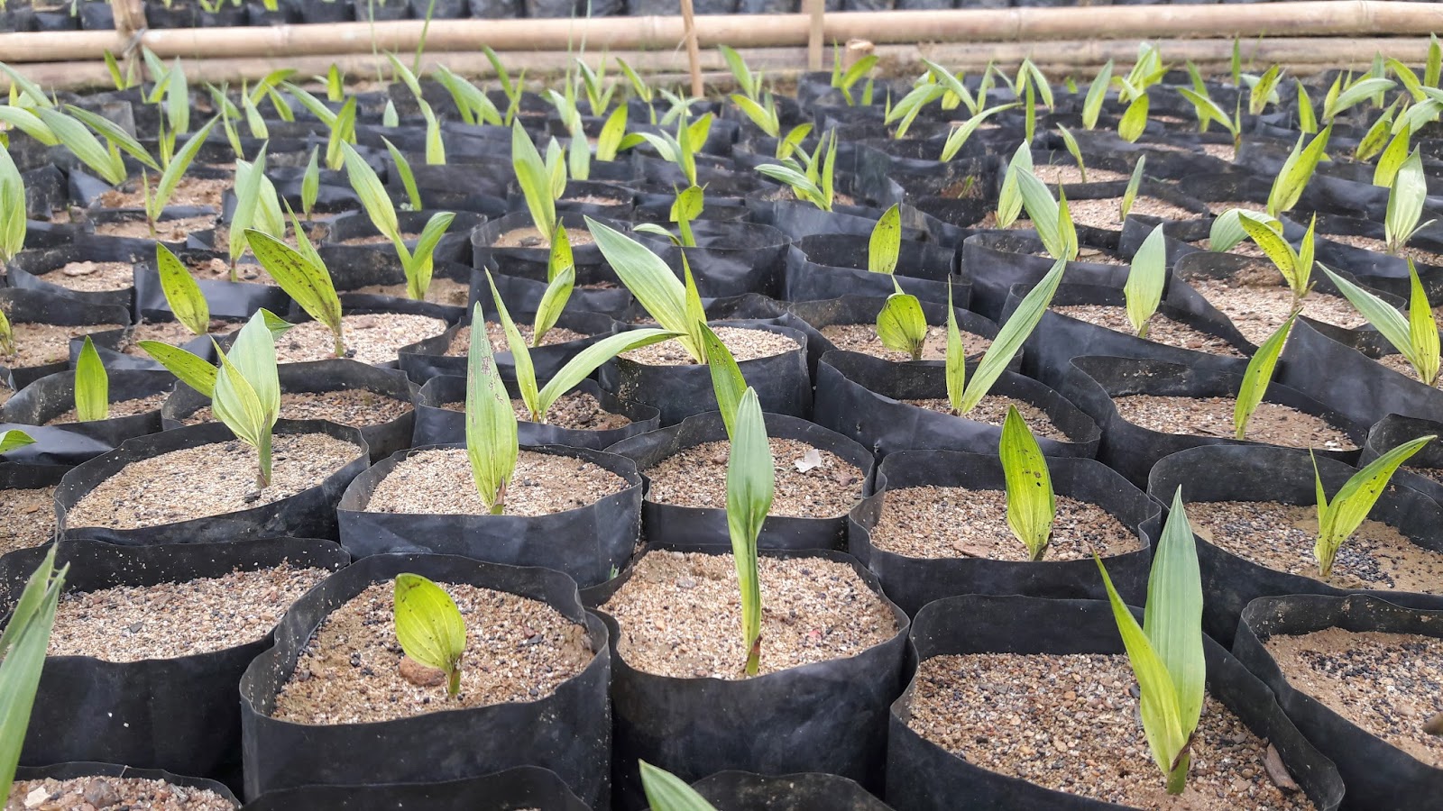 Pembibitan Kelapa Sawit Pada Tahap PreNursery