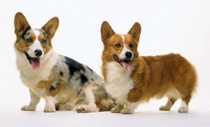 corgi cardigan pembroke welsh vs breeds differences corgis dog puppy puppies difference source adorable makes