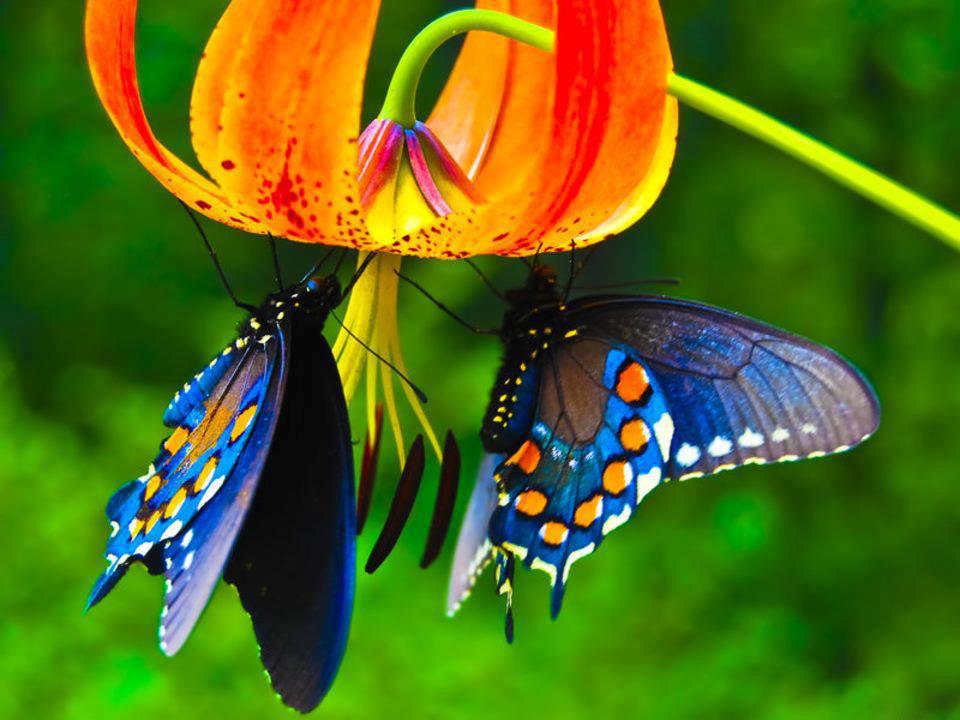 My amazing world Butterflies taste with their feet