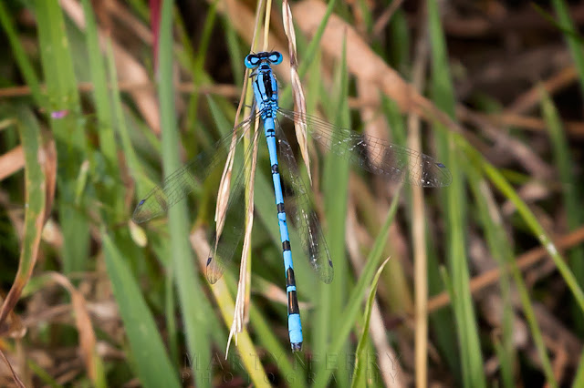 Bright blue damselfly rests on some blades of grass
