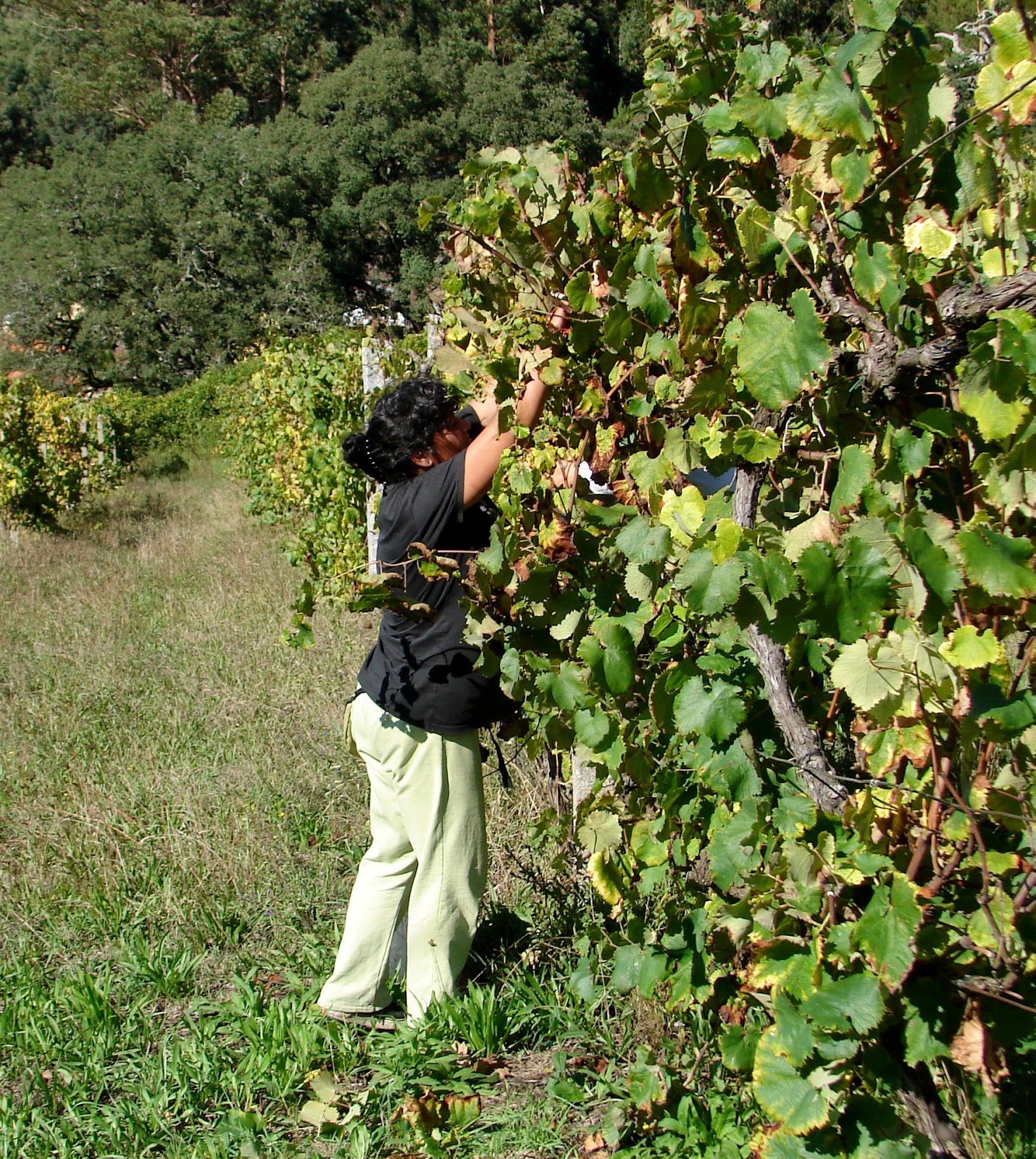 BREATHTAKING The Grape Harvest
