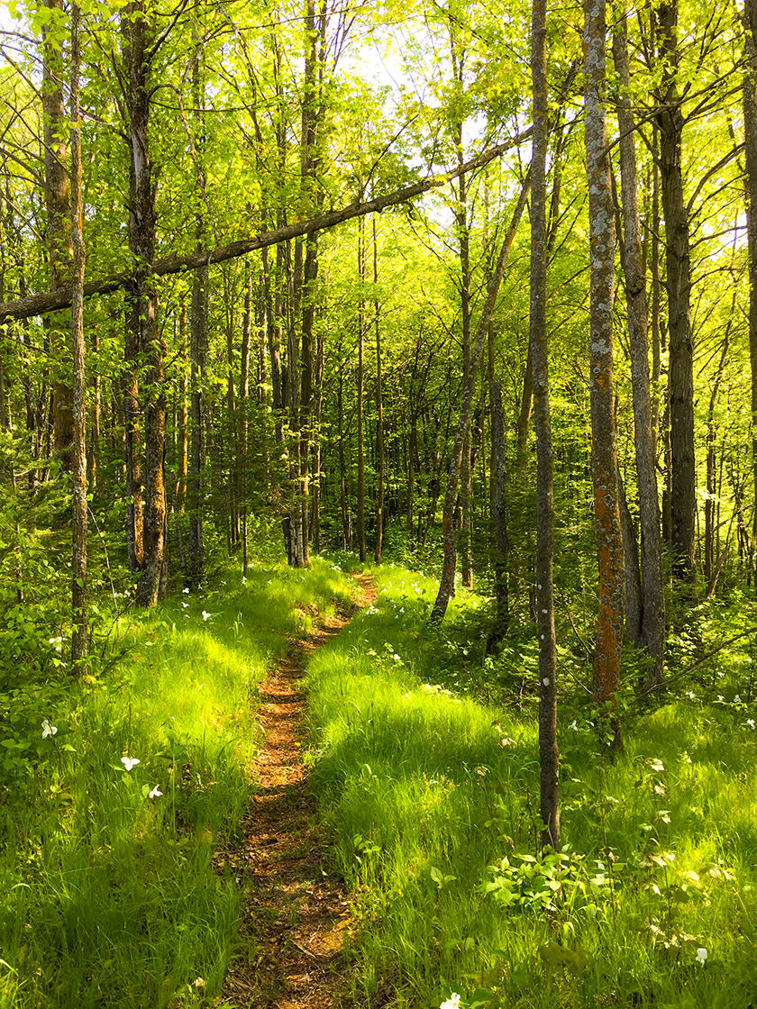 Wisconsin Explorer Hiking the Ice Age Trail Plover River Segment