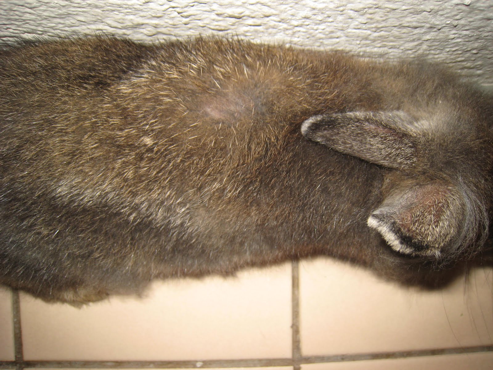 Mites and Rabbits Does my rabbit have mites?