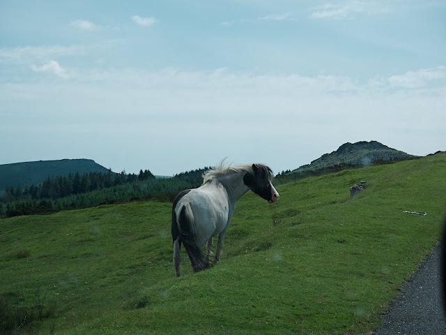 Dartmoor Pony Dartmoor Pony