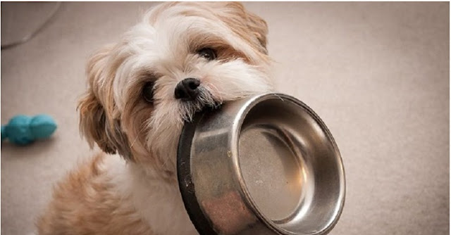 As 3 melhores ração para o SHIH TZU