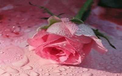 Kumpulan Puisi Bunga Mawar Berduri