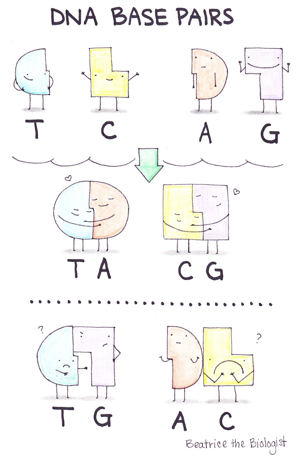 DNA Base Pairs - Beatrice the Biologist