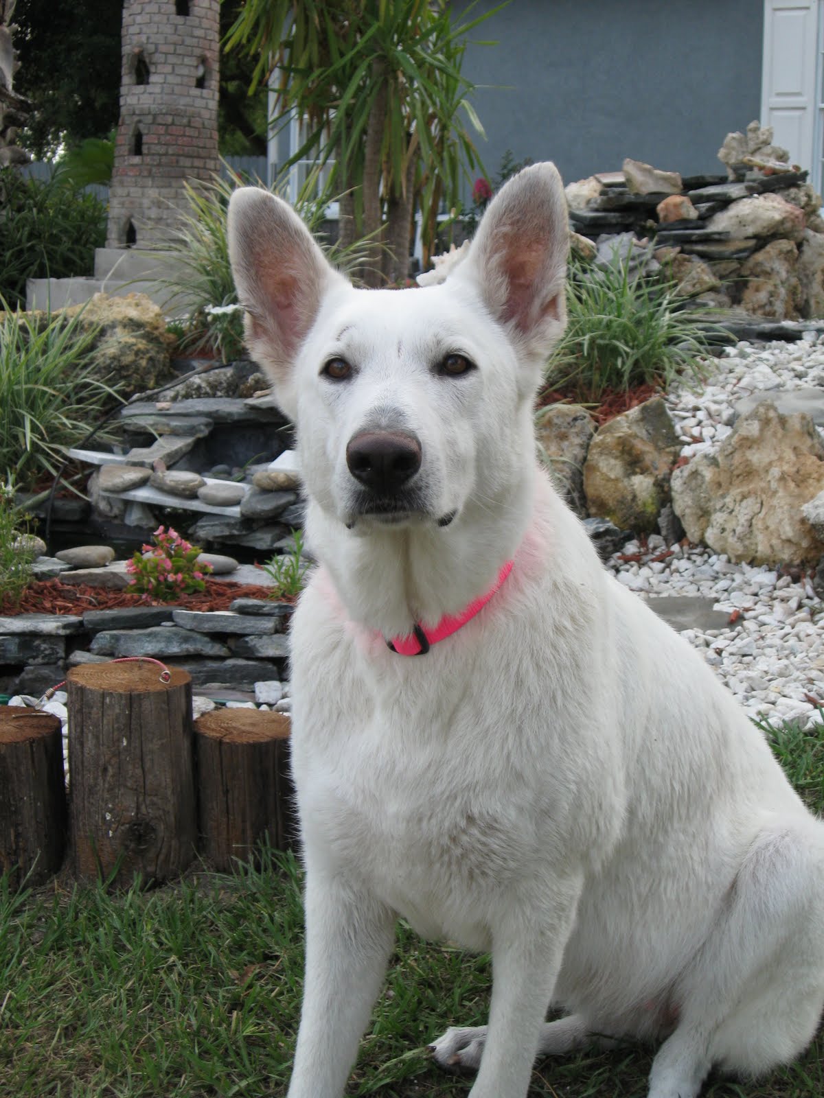 Wilhendorf German Shepherdscraigslist Com Miami Florida - llonn3t