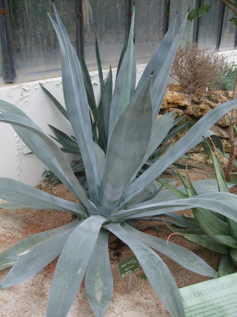 Agave tequilana 