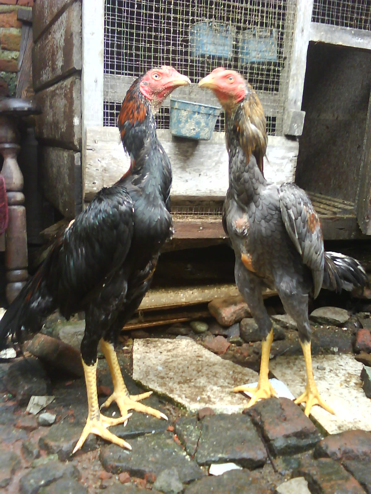 35 Gambar Ayam Bangkok Usia 4 Bulan Koleksi Spesial